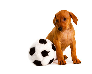 German Pinscher puppy