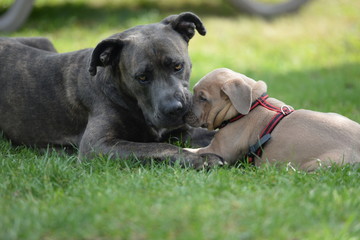 Mutter und Tochter. Antikdogge mit Welpe