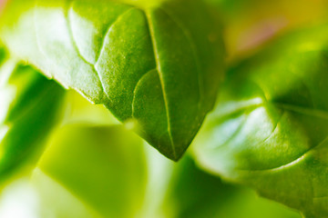 Fresh basil leaves