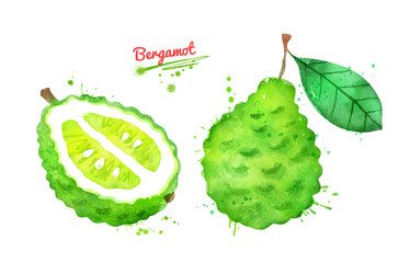 Watercolor illustration of bergamot fruit