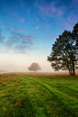 Fototapeta na wymiar Autumn scene on a meadow with oak trees.