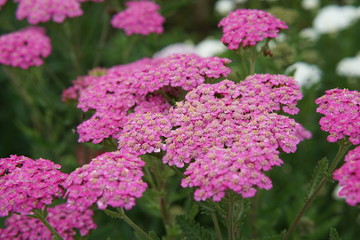 Achillea millefolium pink © Paulina