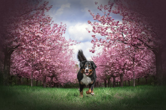 rennender Berner Sennenhund umgeben von rasafarbenen Kirschblüten der japanischen Sakura in Berlin