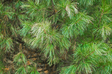 branches of the spruce. pine. pine branches near