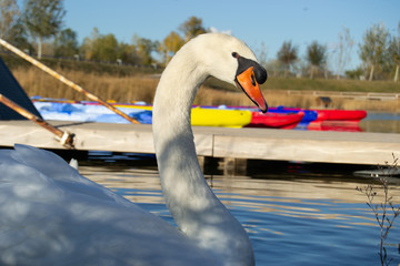 Swan portrait at sunny day
