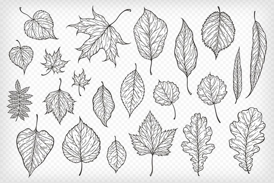 Falling Leaves Vector Illustration. Decorative Graphic Black Outline Autumn Leaves Collecton Isolated On White Background. Hand Drawn Organic Lines