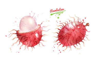 Watercolor illustration of Rambutan fruit