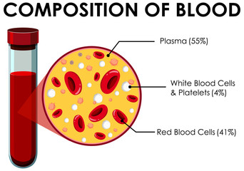 Diagram showing composition of blood