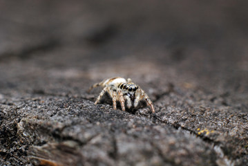 Beautiful jumping spider close-up in the nature.