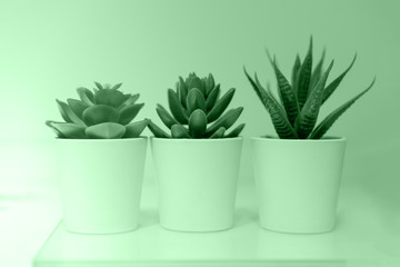 Three pots with succulents cactus in neon mint color. Minimal home trendy decor
