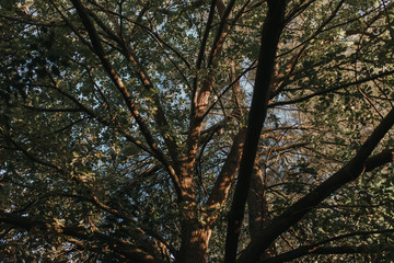 Fototapeta premium Sunset tree