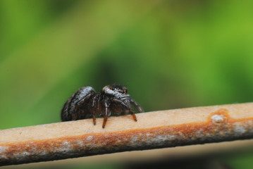 Beautiful jumping spider close-up in the nature.