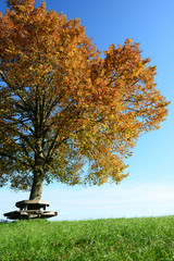 Baum im Herbst