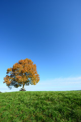 Baum im Herbst