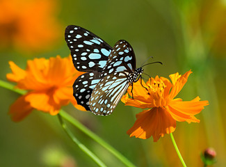 Fototapeta na wymiar Blue tiger butterfly or Tirumala limniace on an orange flower