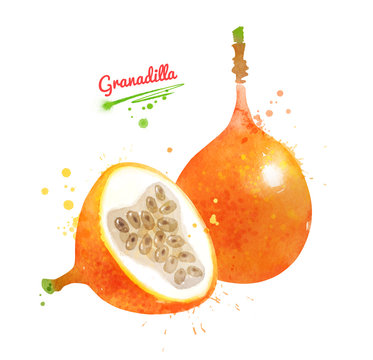 Watercolor illustration of Granadilla fruit