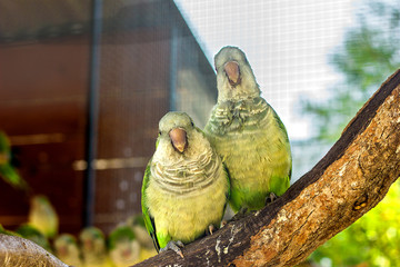 green parrots are sitting on a branch group and a couple of exotic birds