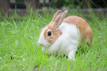 close up bunny rabbit in garden 