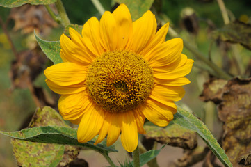 yellow sunflower flower on a background of green leaves