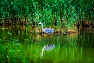 Grey heron (Ardea cinerea) stalking fish at Teifi Pools, near Cardigan in West Wales