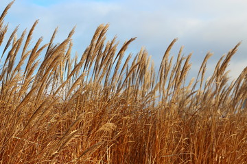 Obraz premium field of wheat ears in the wind a summer afternoon