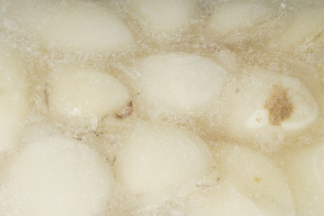 Мороженая каракатица