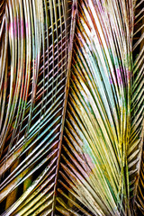 watercolor digital paint of texture dry coconut leaf.