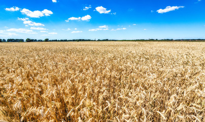 golden wheat field
