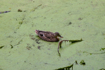 A female mallard duck in a weed-covered pond