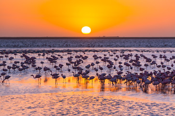 Flamingos, Salinas, Walvis Bay, Namibia, Africa