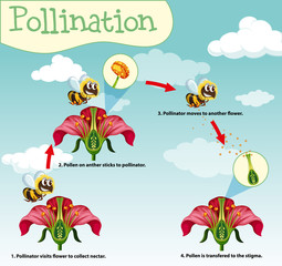 Diagram showing pollination with bee and flowers - obrazy, fototapety, plakaty