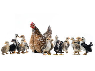 Hen and her chicks isolated on a white