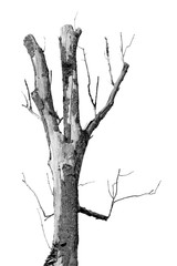 tree isolated on white background