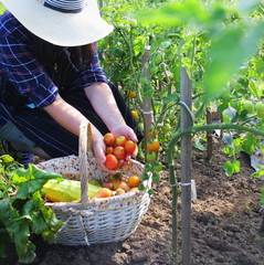 Fototapeta premium Woman harvesting fresh tomatoes from the garden putting produce in a basket. Organic farmer checking his tomatoes