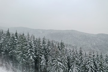 beautiful winter forest and the road