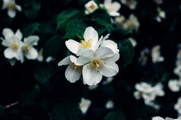 white flowers of a tree