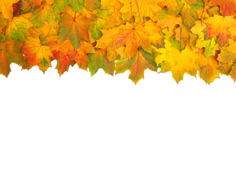 Naklejka na ściany i meble autumn maple leafs isolated on a white