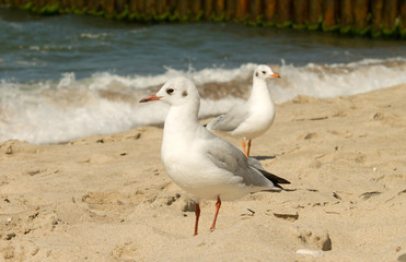 seagull on beach