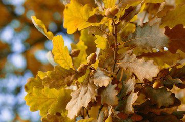 Two acorns among the lush yellow foliage in Indian summer on a blurred background