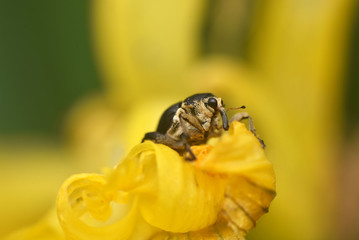 Weevil on yellow flower. Mononychus punctumalbum macro