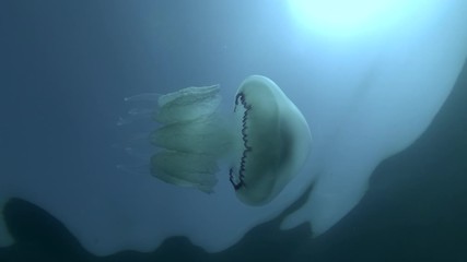 Jellyfish swims under surface in the blue water on background blue sky and sun. Low-angle shot. Barrel jellyfish or frilly-mouthed jellyfish (Rhizostoma pulmo) 