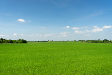 field of green grass and blue sky