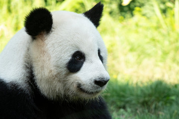 Portrait of panda bear close up. Cute China animals. Close up view of the panda's head. Portrait shot.