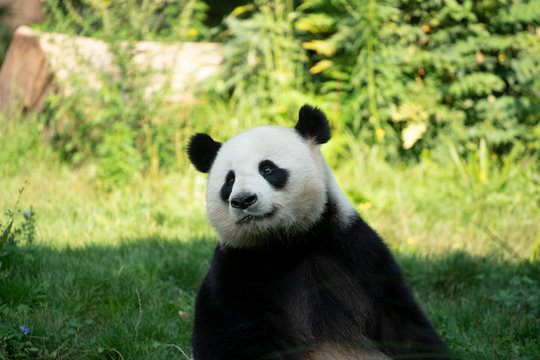 Portrait of panda bear close up. Cute China animals. Close up view of the panda's head. Portrait shot. © Maksim