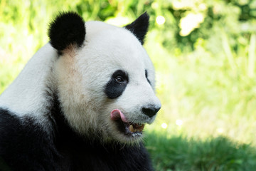 Portrait of panda bear close up. Cute China animals. Close up view of the panda's head. Portrait shot.