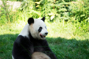 Portrait of panda bear close up. Cute China animals. Close up view of the panda's head. Portrait shot.