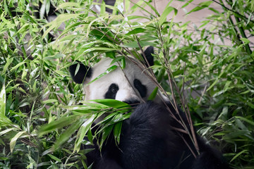 Hungry giant panda bear eating green bamboo