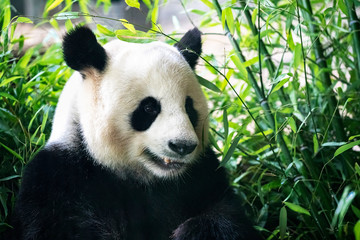 Portrait of panda bear close up. Cute China animals. Close up view of the panda's head. Portrait shot.