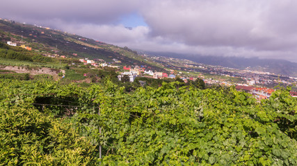 Obraz premium Grüne Hecke