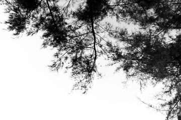 black and white branch of trees in the forest 